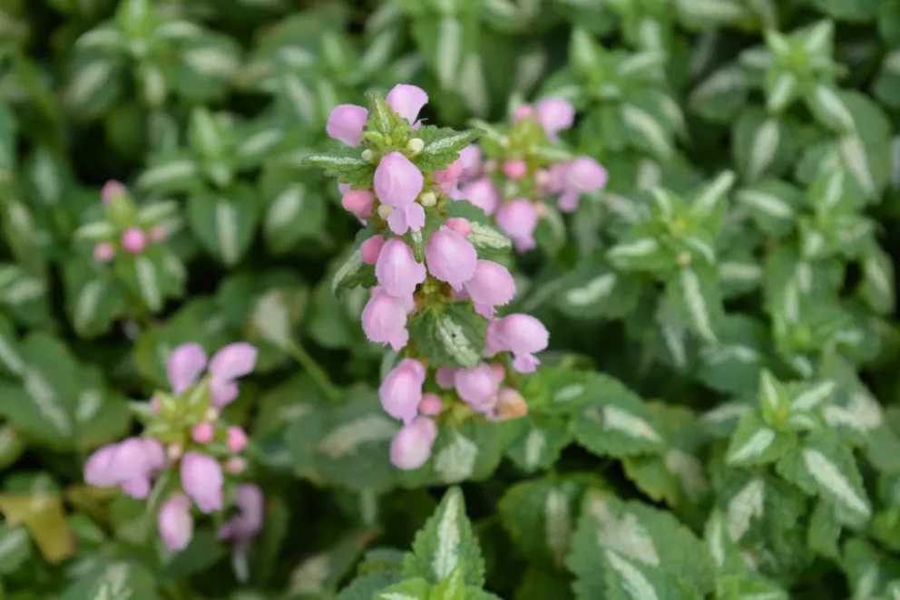 Lamium maculatum 'Shell Pink'
