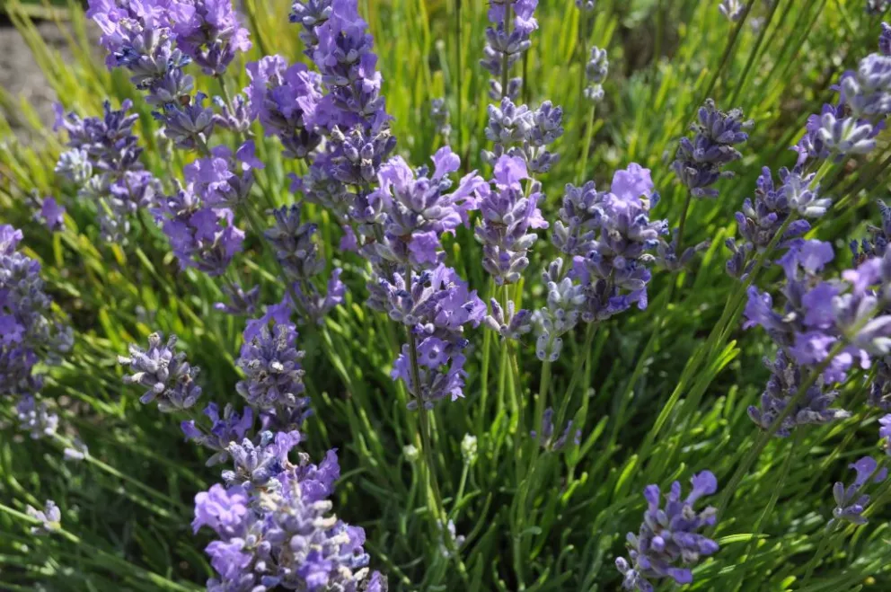 Lavandula angustifolia 'Blue Cushion' ®