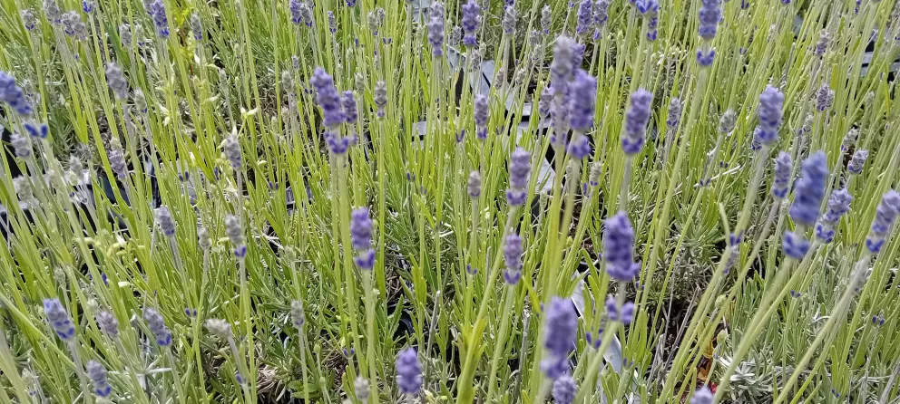 Lavandula angustifolia 'Peter Pan'
