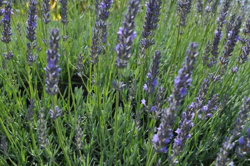 Lavandula intermedia 'Grappenhall'