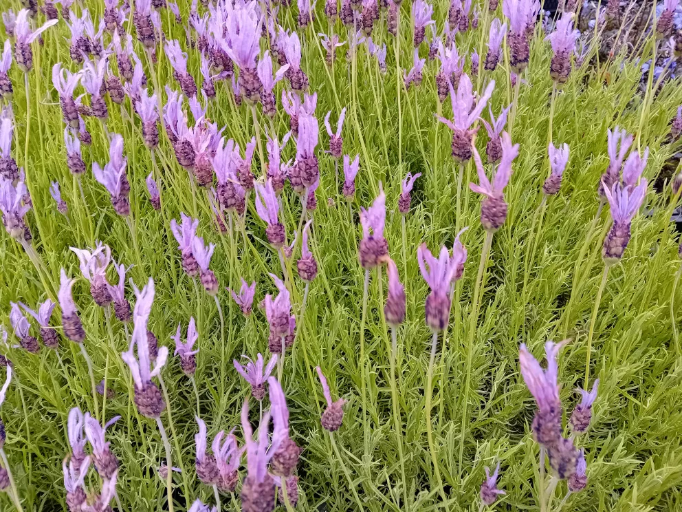 Lavandula ssp 'Pedunculata' (Papillon)