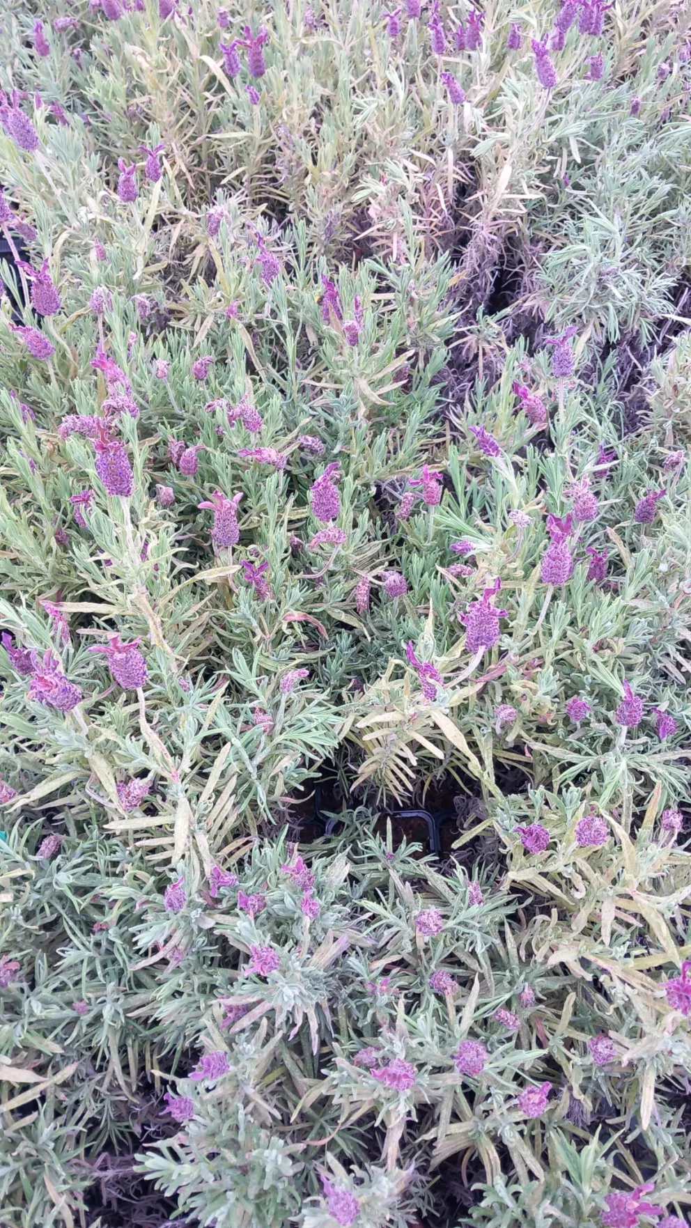 Lavandula stoechas 'Blue Star'