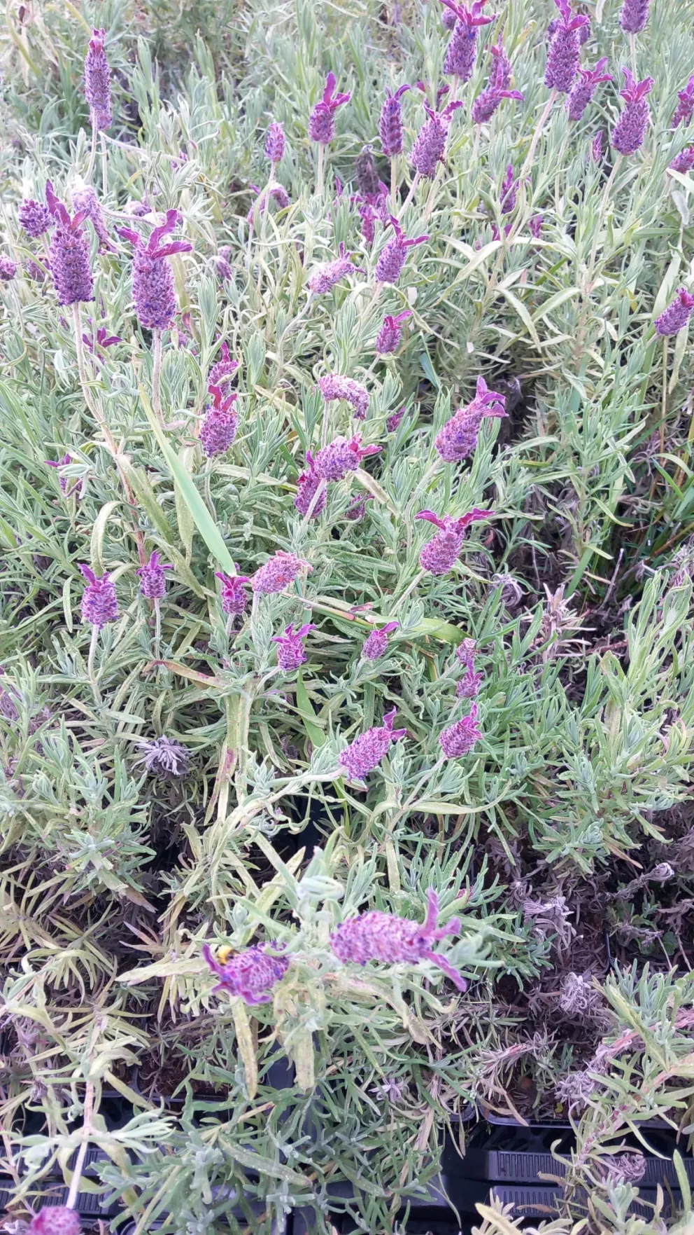 Lavandula stoechas 'Helmsdale'