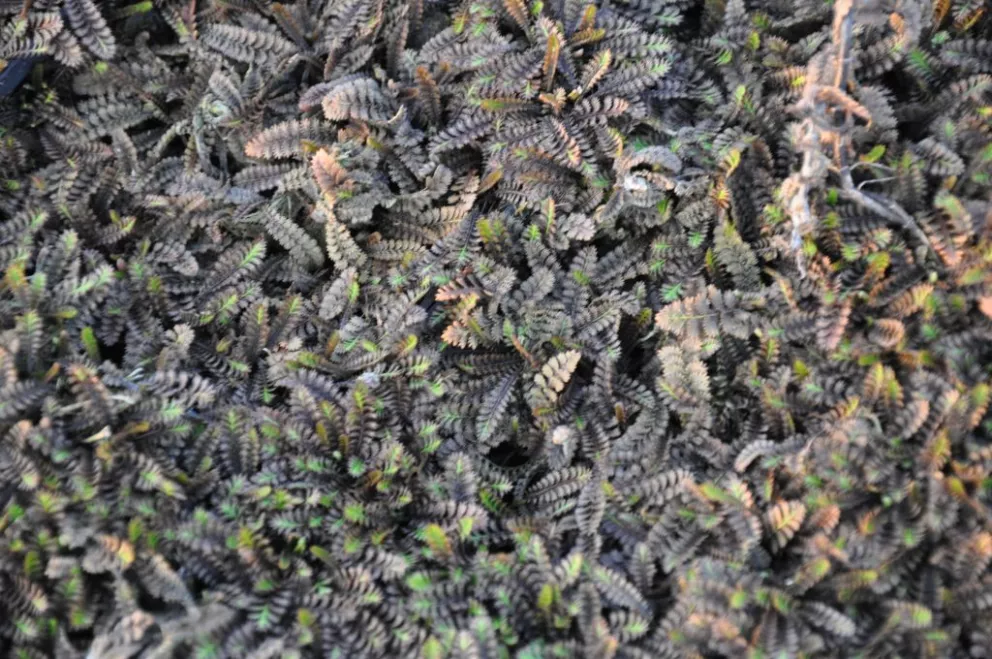 Leptinella squalida 'Platt's Black'