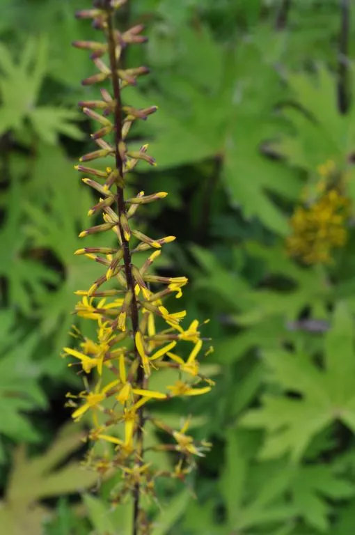 Ligularia przewalski
