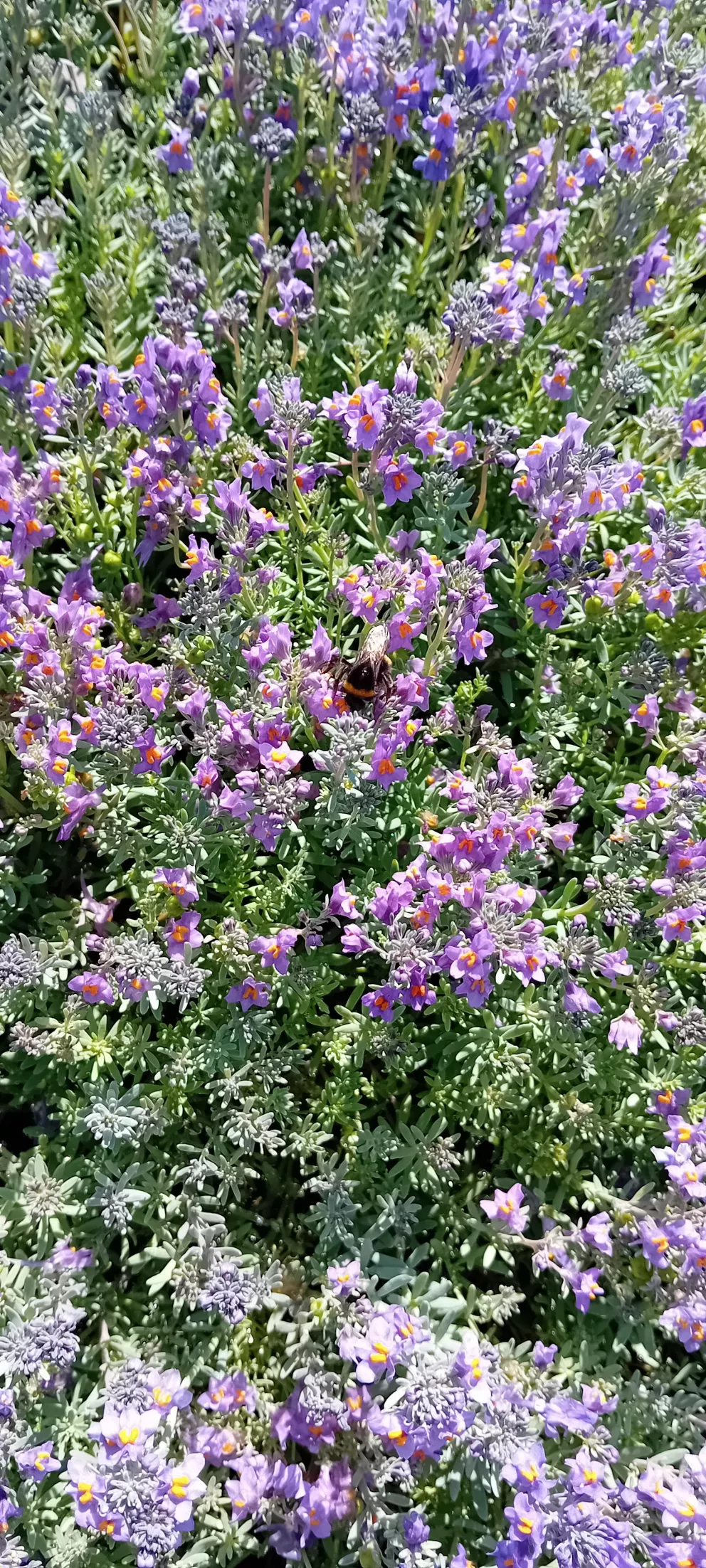 Linaria alpina