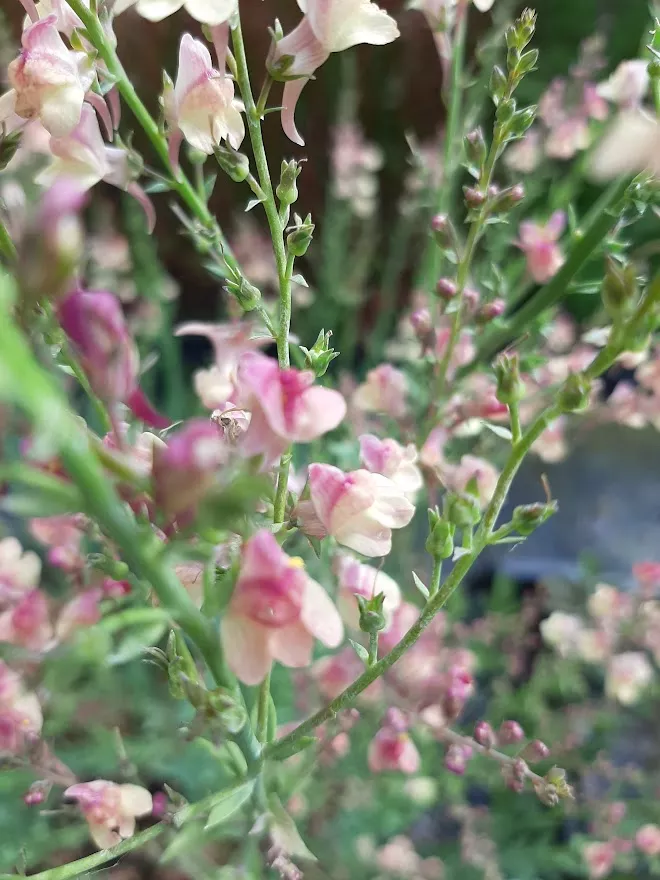 Linaria hybride 'Peachy'