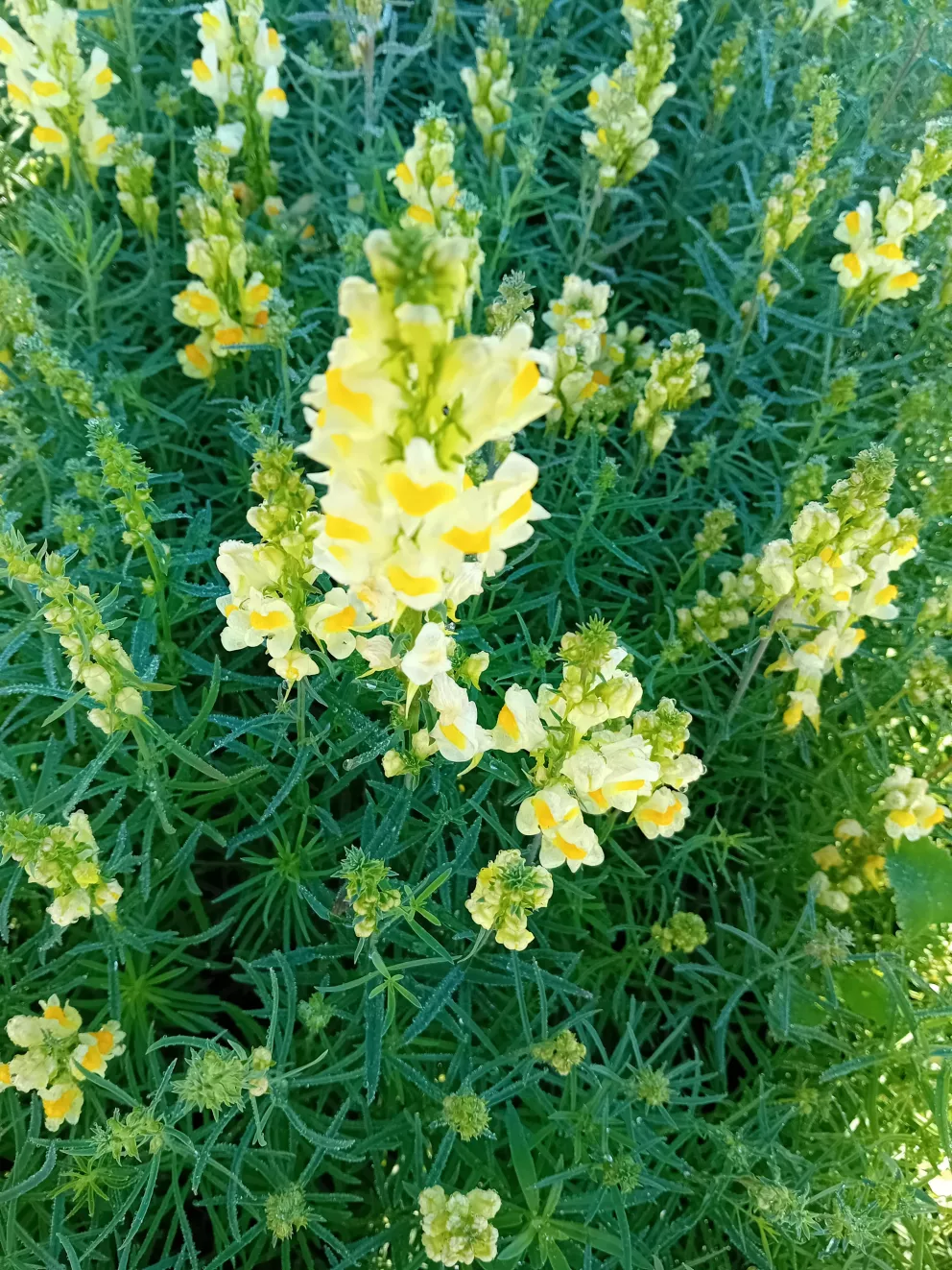 Linaria vulgaris