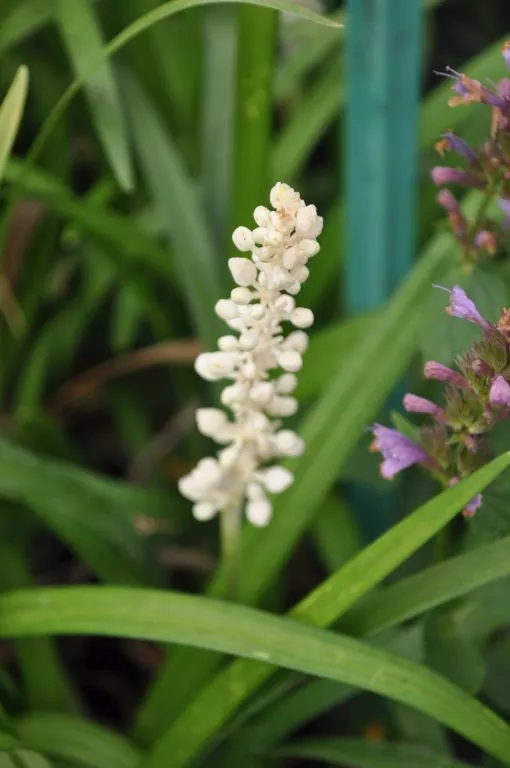 Liriope muscari 'Monroe White'