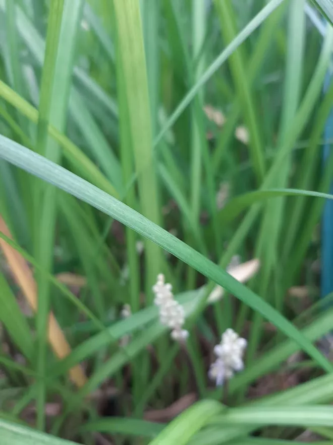 Liriope spicata