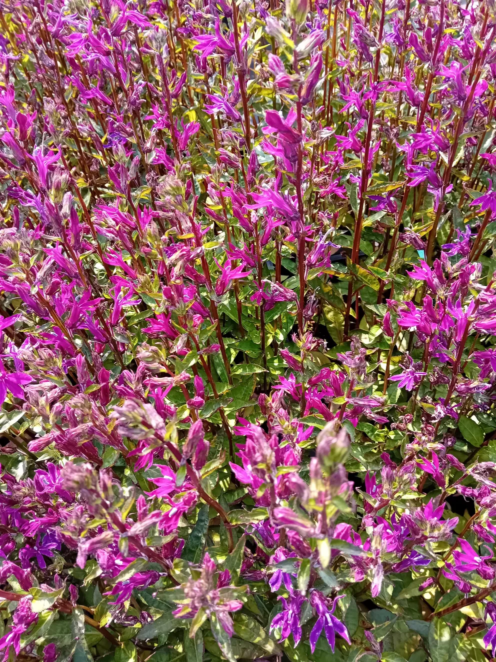 Lobelia hybride 'Tania'