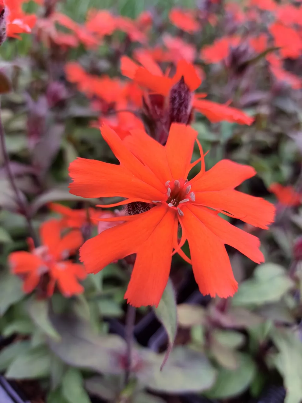 Lychnis arkwrightii 'Orange Zwerg'