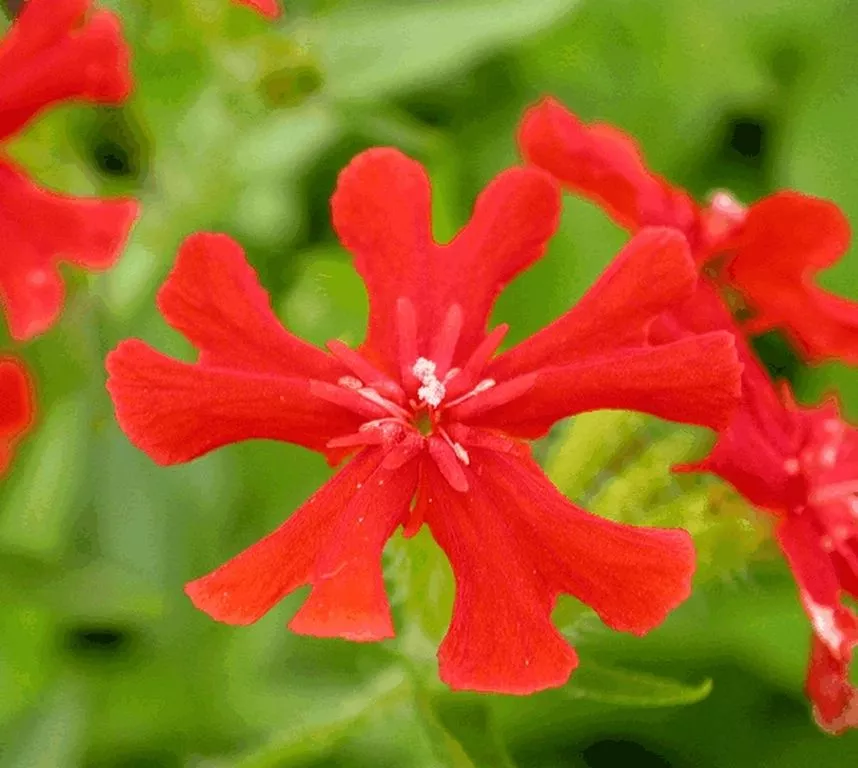 Lychnis chalcedonica