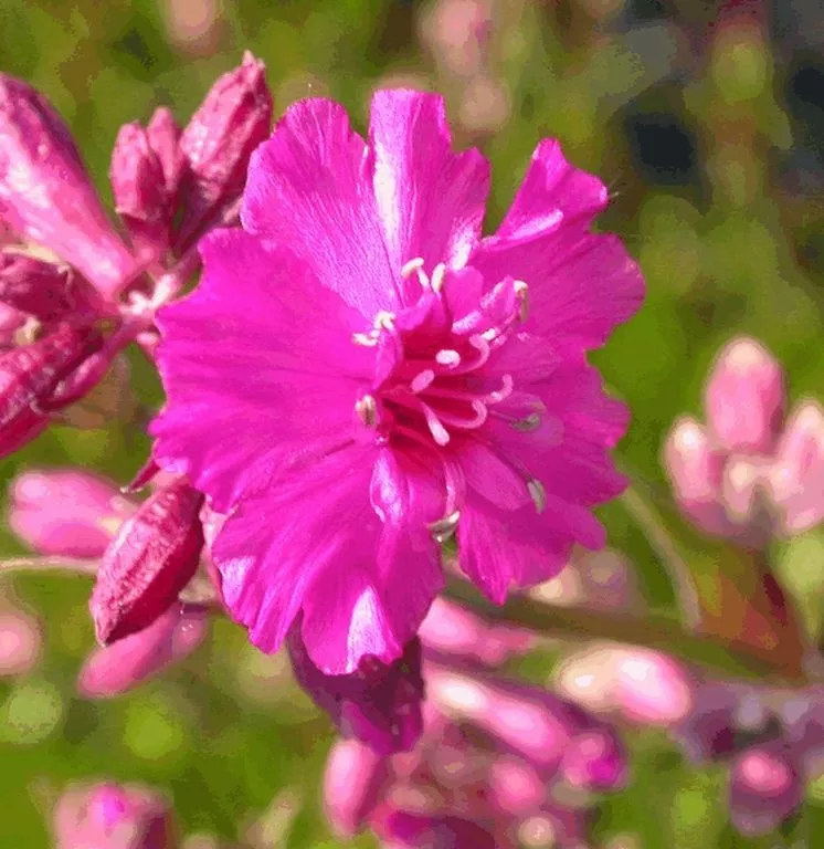 Lychnis viscaria 'Splendens'