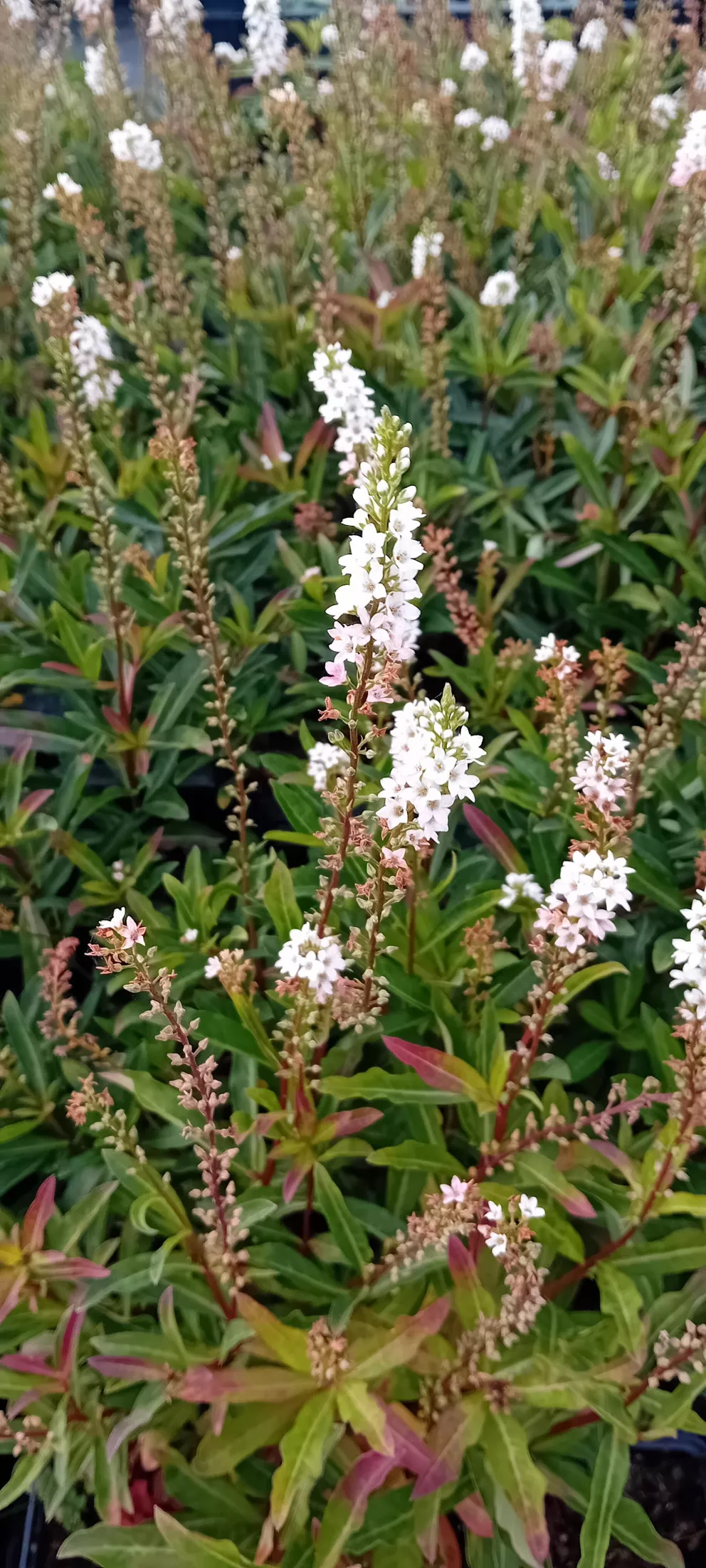 Lysimachia barystachys