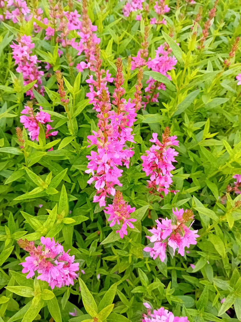 Lythrum salicaria 'Robert'