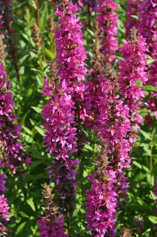 Lythrum salicaria 'Zigeunerblut'