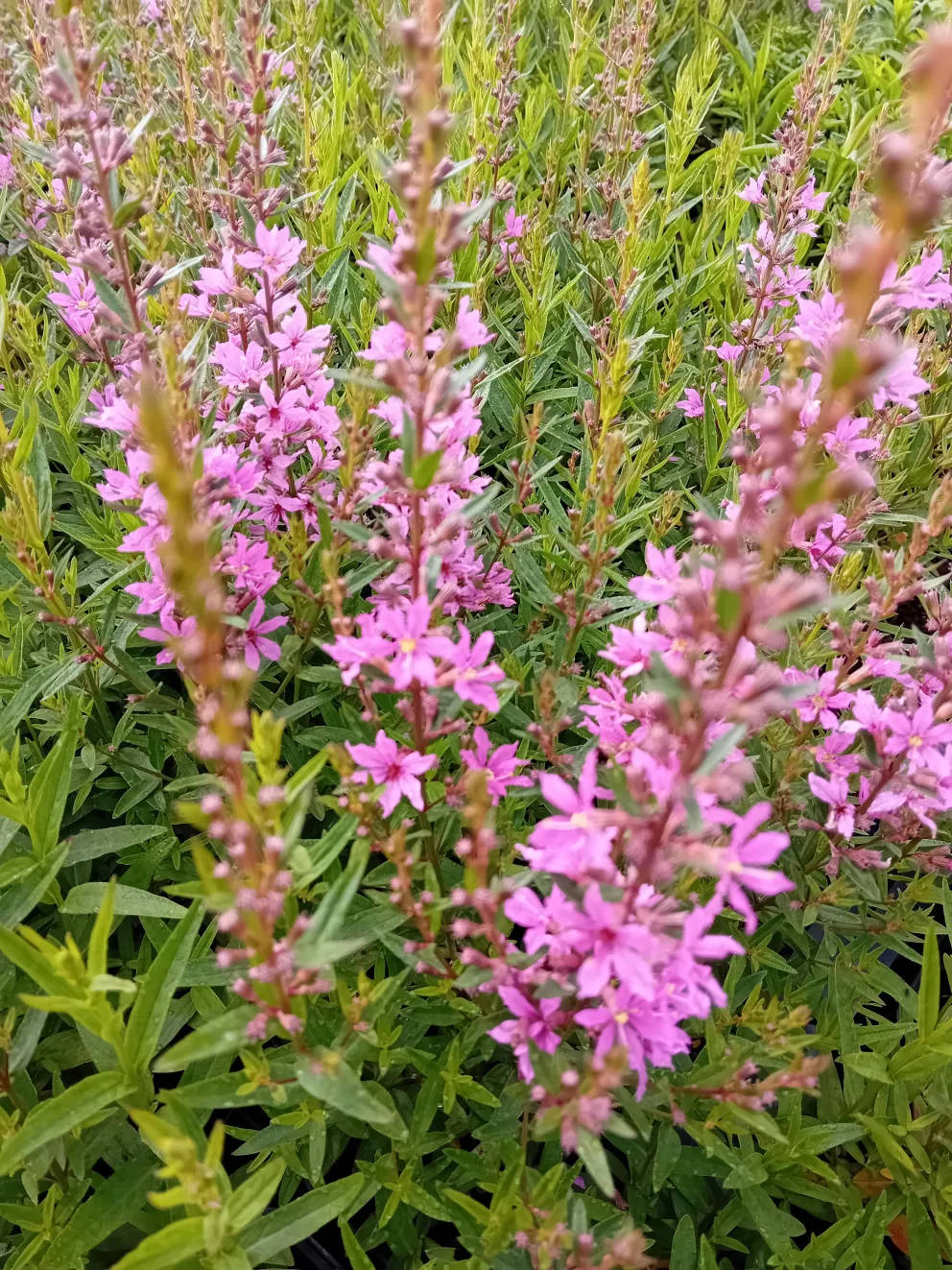 Lythrum virgatum 'Rose Queen'