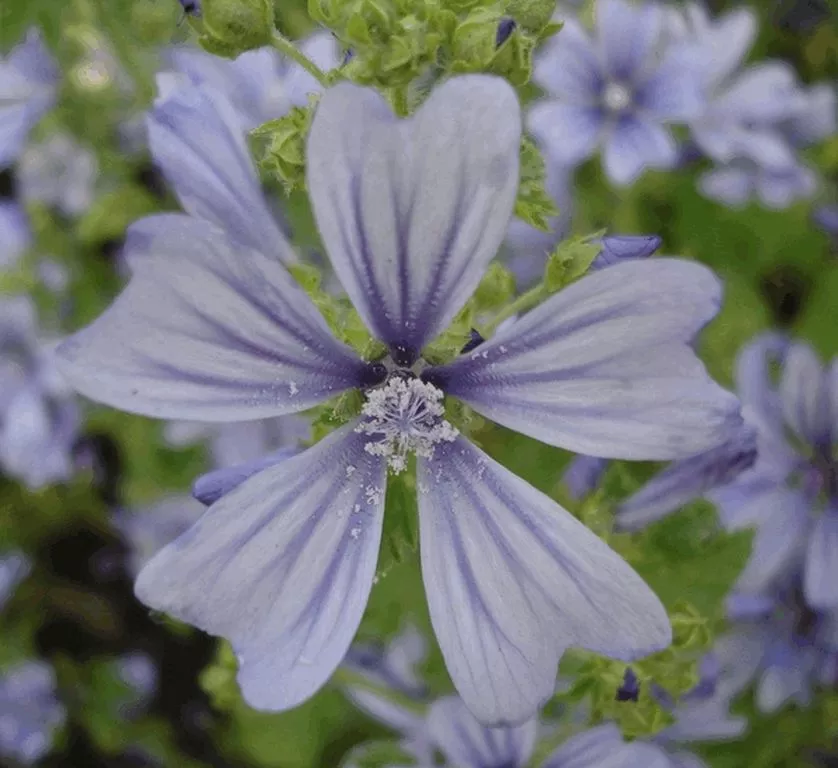 Malva sylvestris 'Primley Blue'