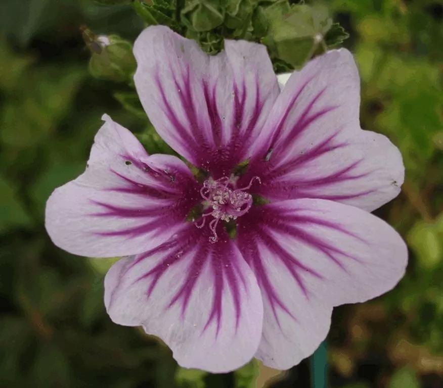 Malva sylvestris 'Zebrina'