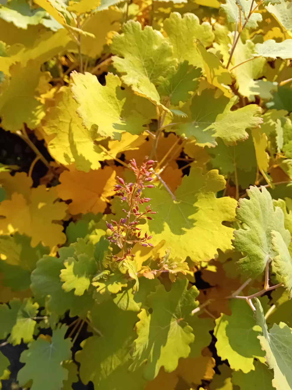 Macleya microcarpa 'Kelw.Coral Plume'