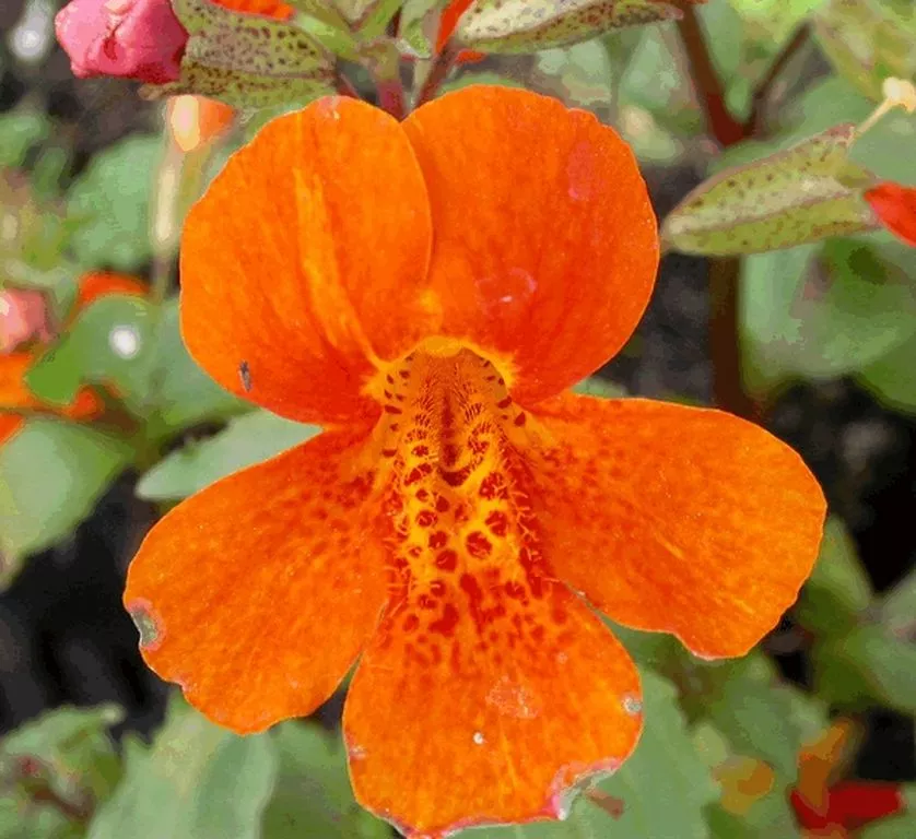 Mimulus hybride 'Orange Glow'