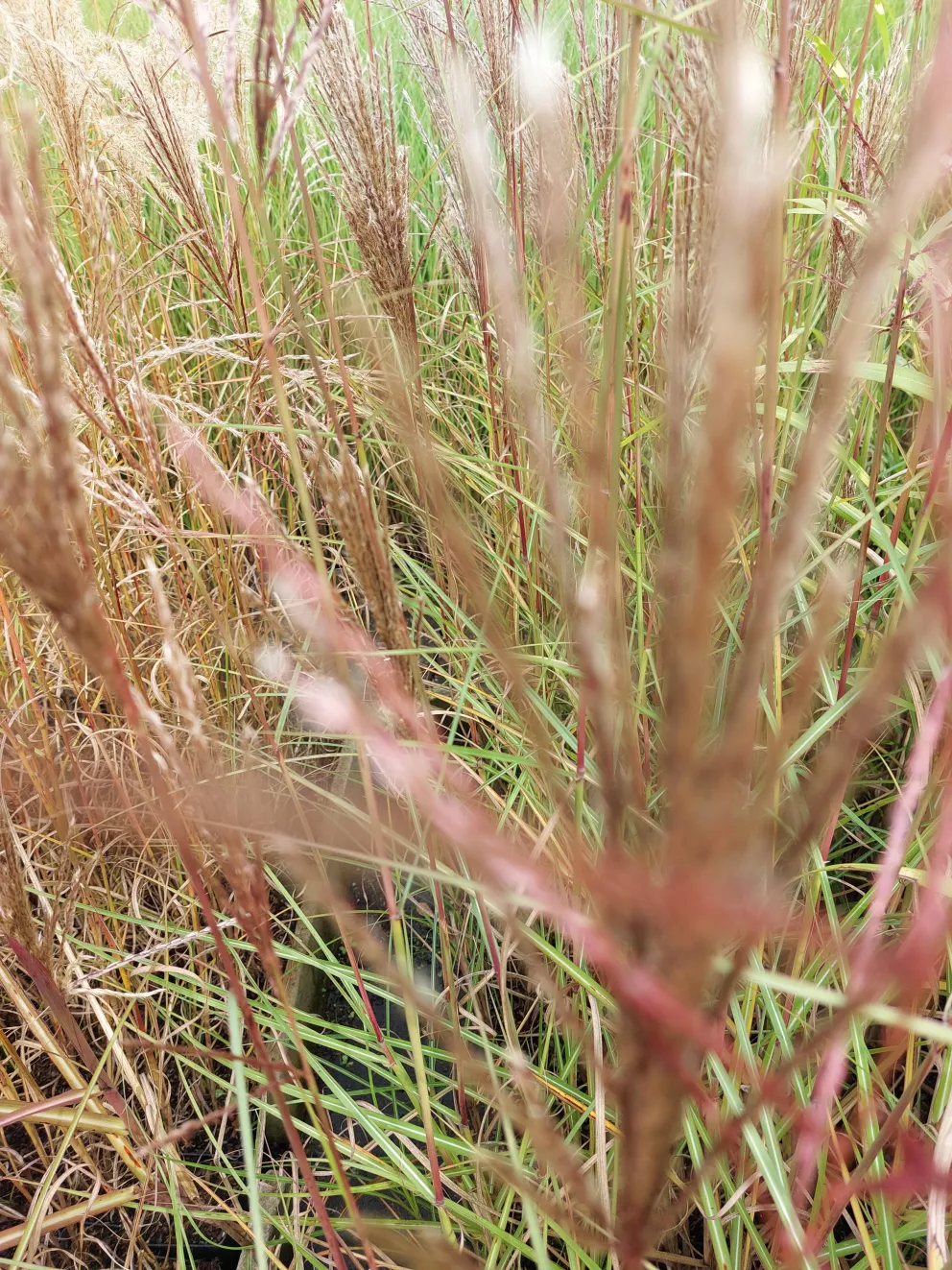 Miscanthus sinensis 'Augustfeder'