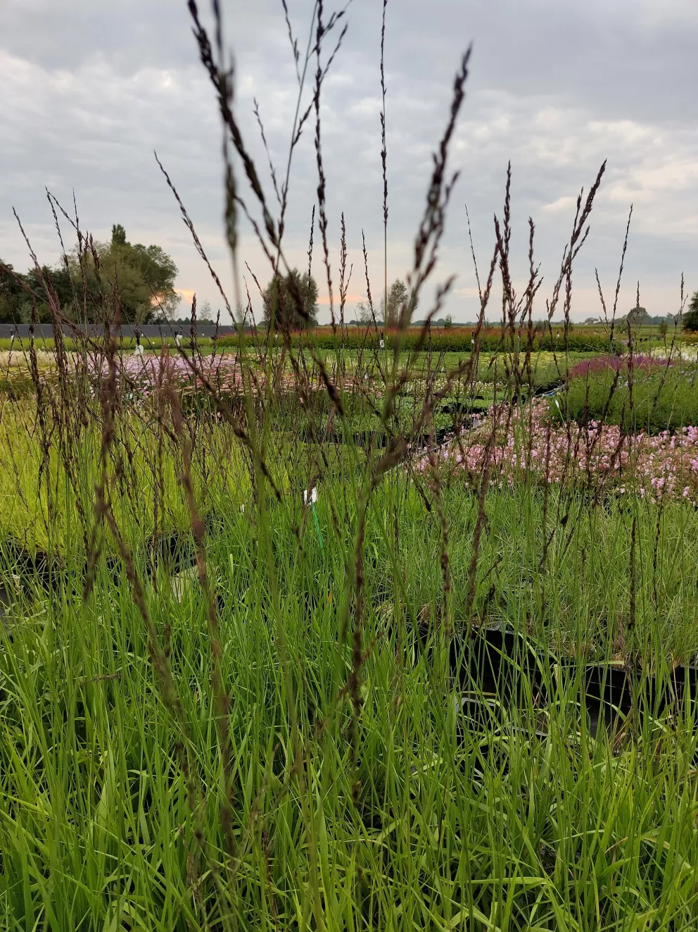 Molinia arundinacea 'Windspiel'