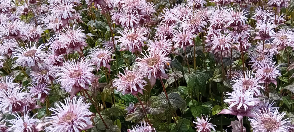 Monarda bradburiana 'Verbesserte Ozark'