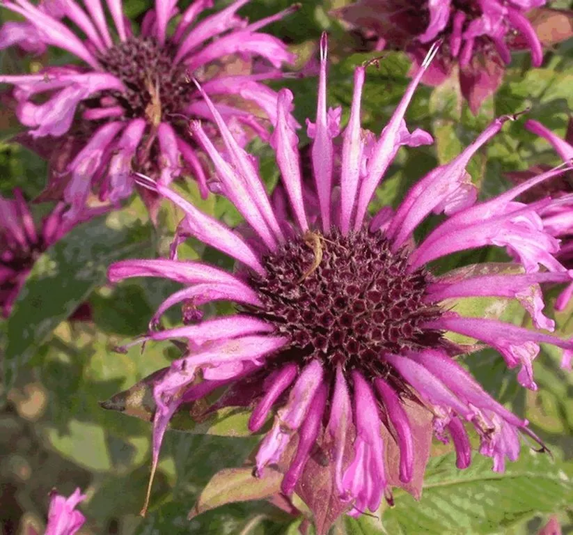 Monarda hybride 'Aquarius'