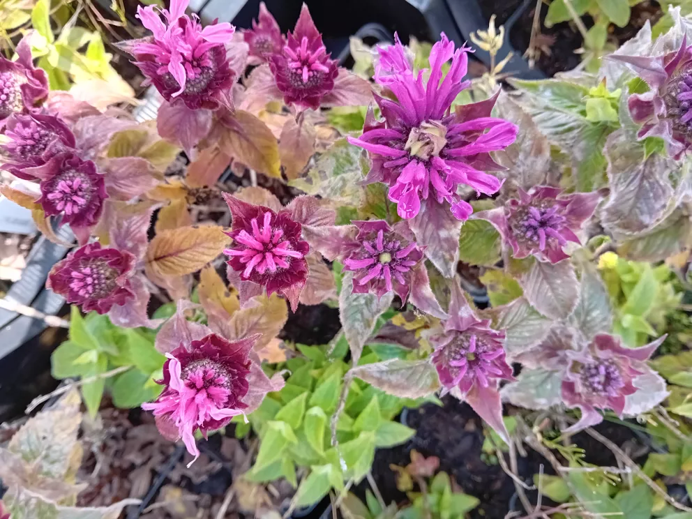 Monarda hybride 'Cranberry Lace'