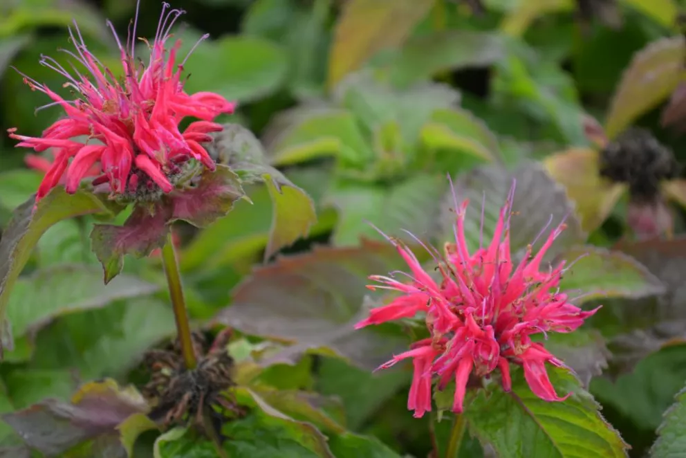 Monarda hybride 'Pink Supreme' (PBR)