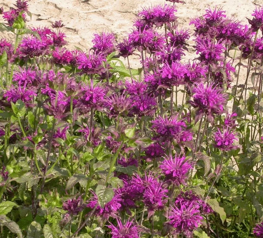 Monarda hybride 'Scorpion'
