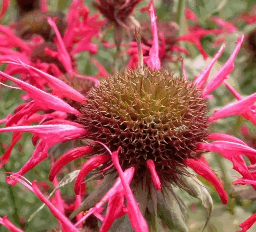 Monarda hybride 'Squaw'