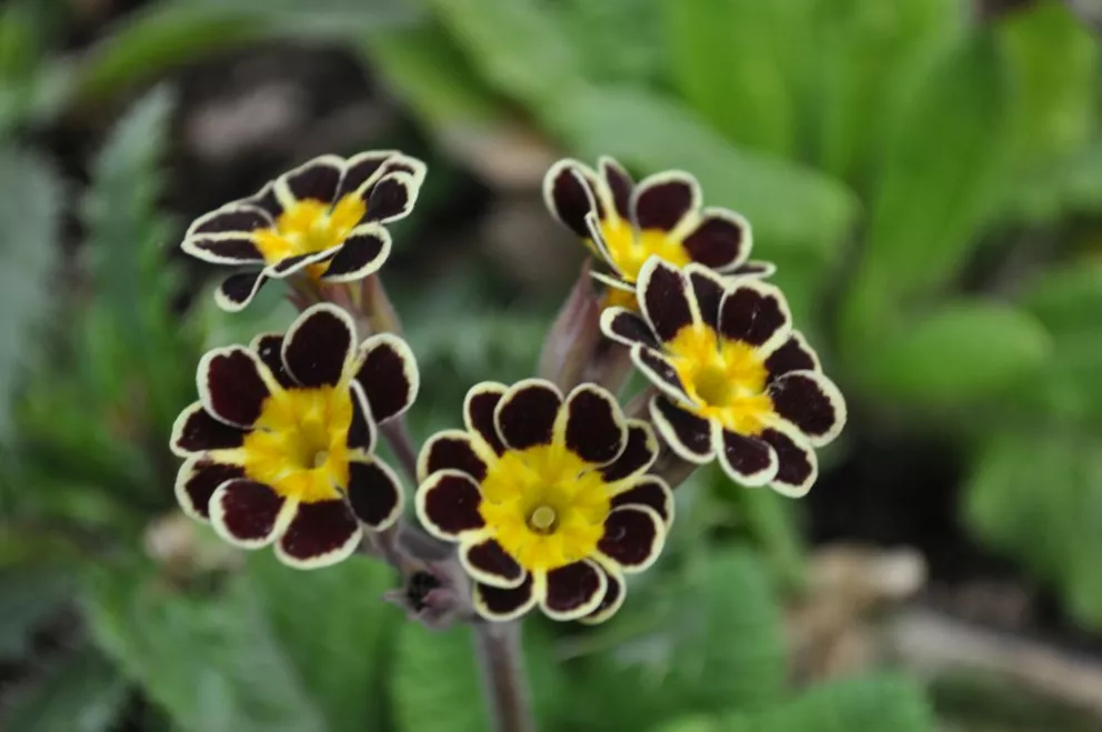 Morina longifolia