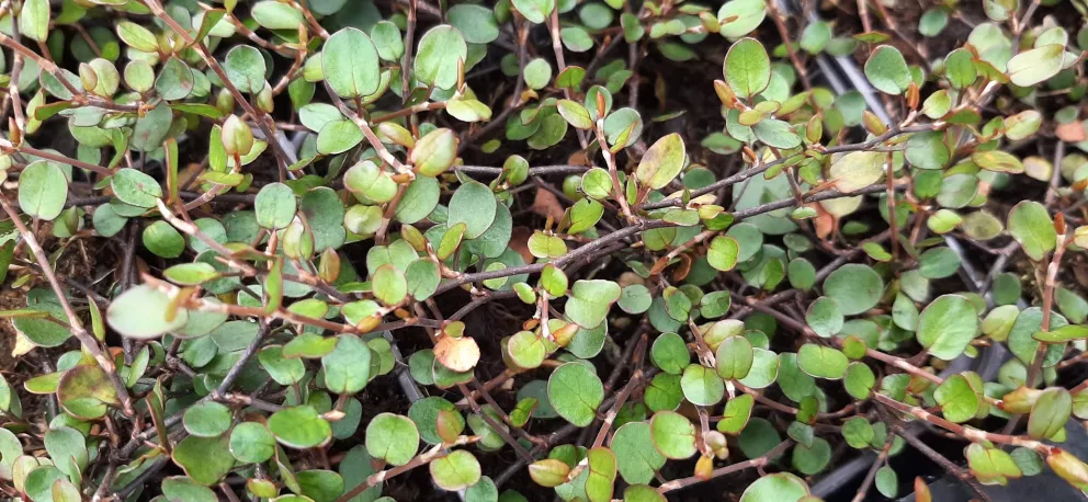 Muehlenbeckia complexa