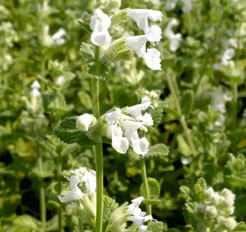 Nepeta faassenii 'Alba'