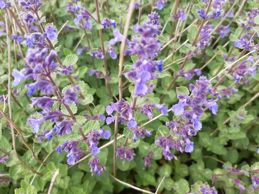 Nepeta faassenii 'Blue Wonder'