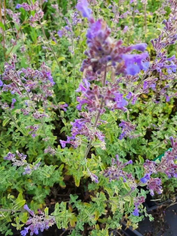 Nepeta faassenii 'Grol'