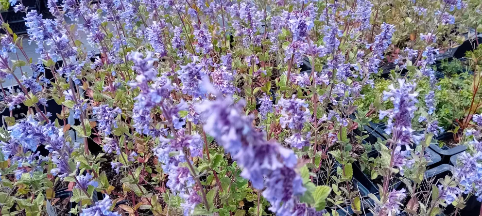 Nepeta hybride 'Joanna Reed'