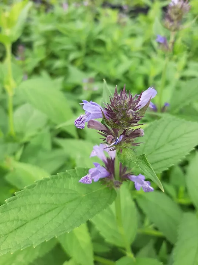 Nepeta manchuriensis 'Manschu Blue'