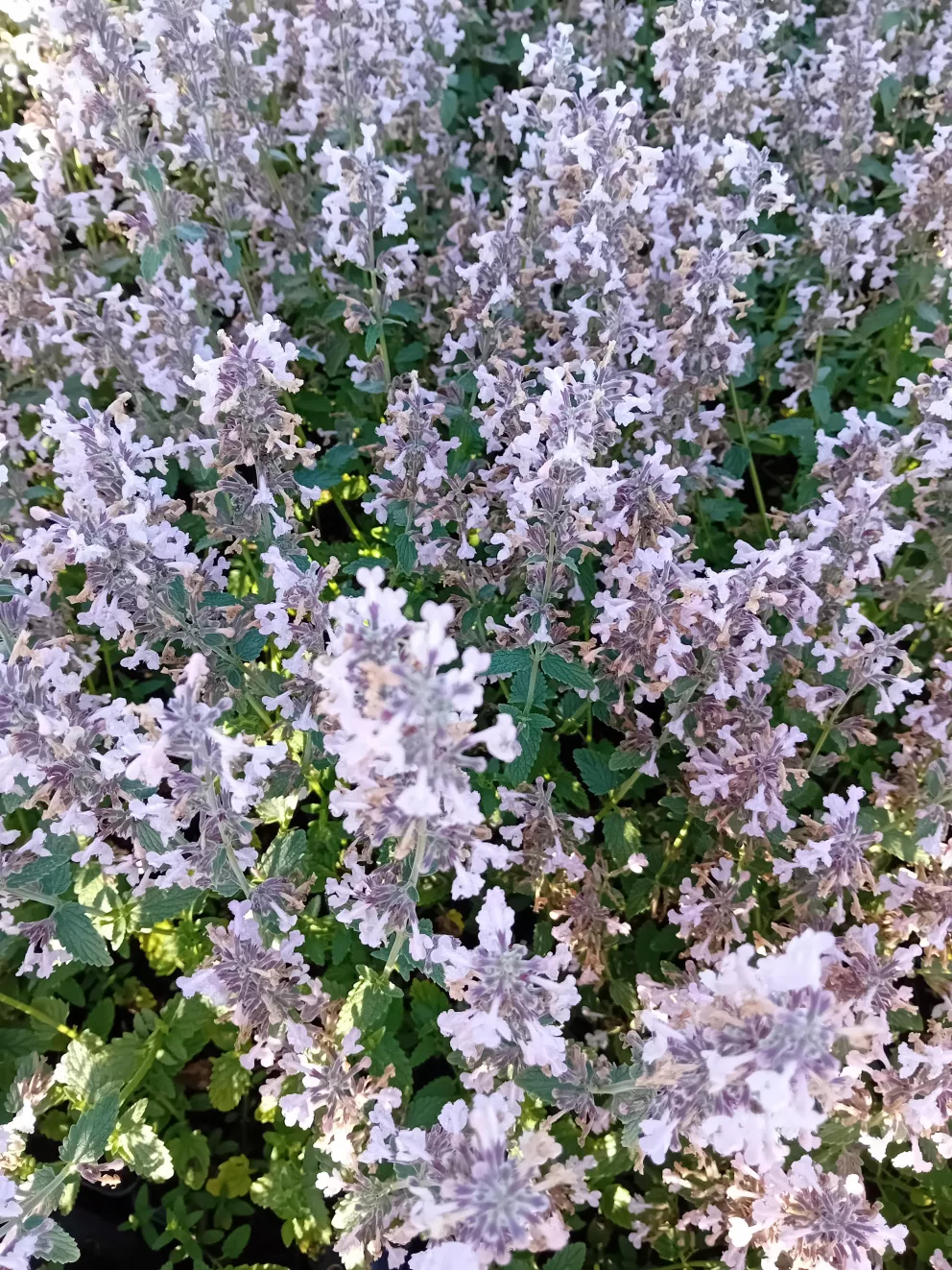 Nepeta racemosa 'Amelia'