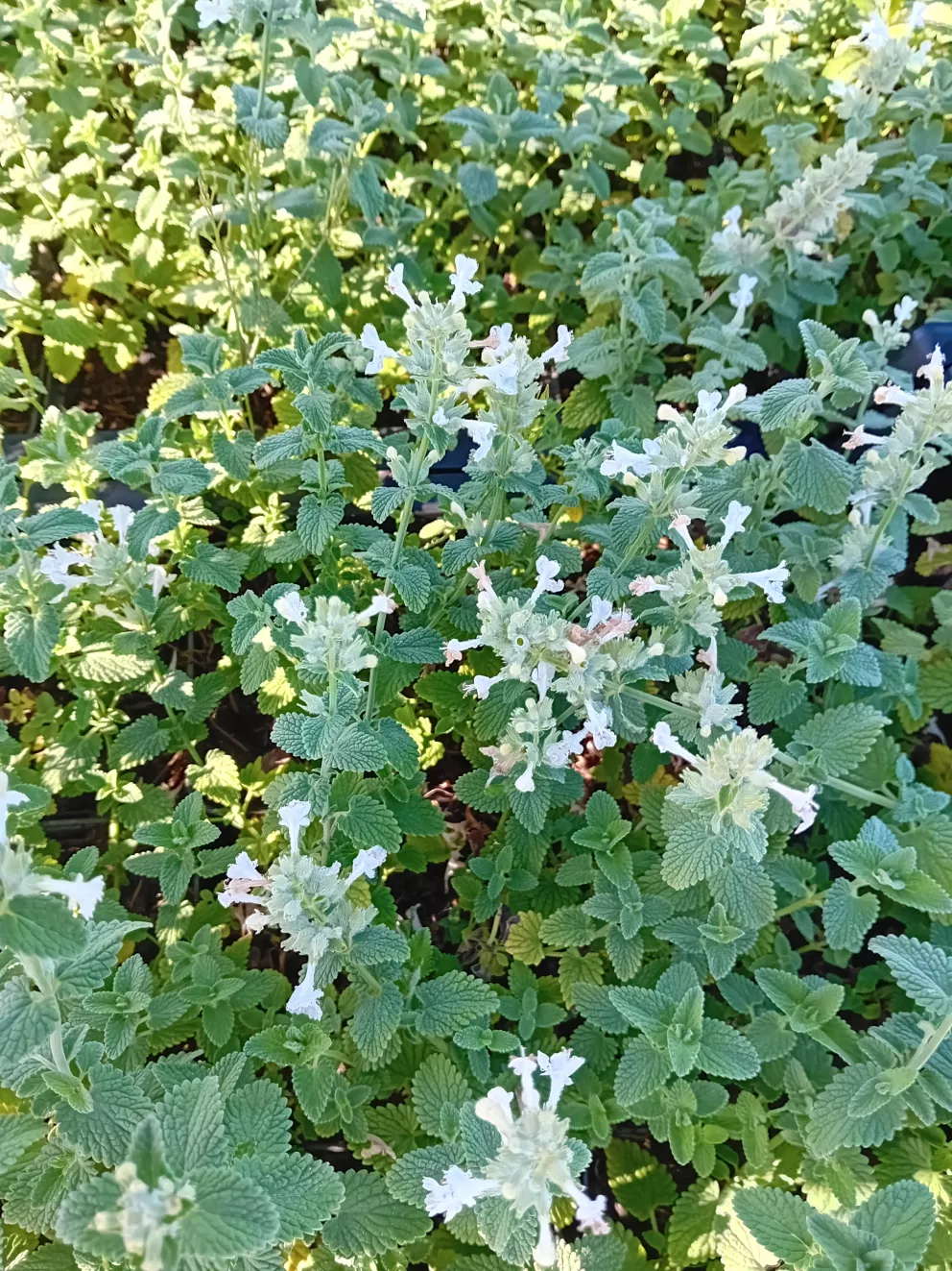 Nepeta racemosa 'Snowflake'