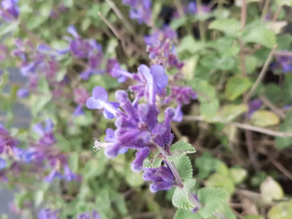 Nepeta racemosa 'Superba'