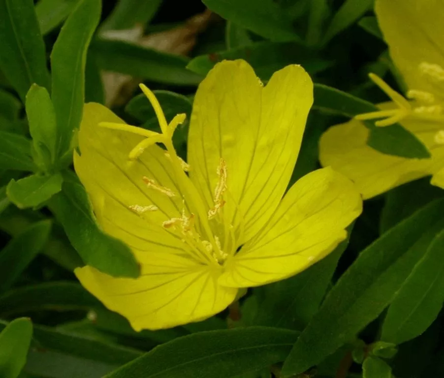 Oenothera fruticosa 'African Sun' ®