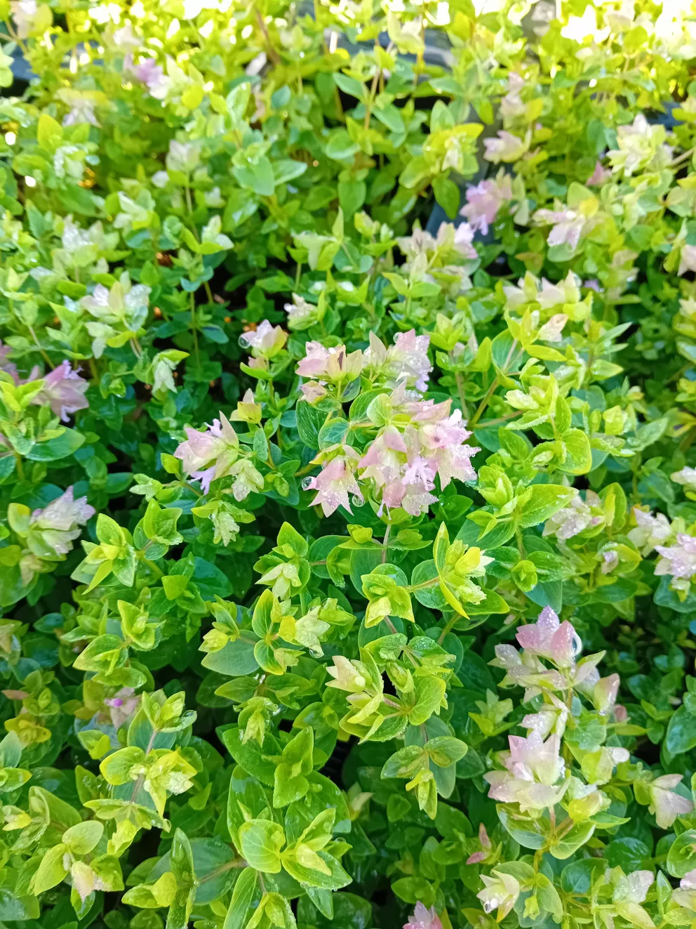Origanum rotundifolium 'Dingle Fairy'
