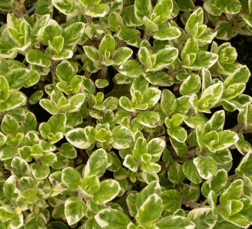 Origanum vulgare 'County Cream'