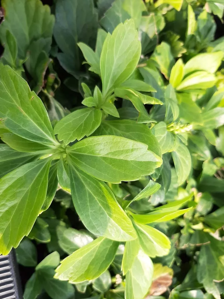 Pachysandra terminalis 'Green Carpet'