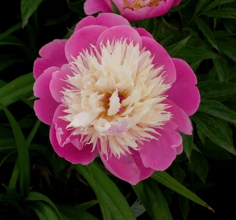 Paeonia 'Bowl of Beauty (LS)