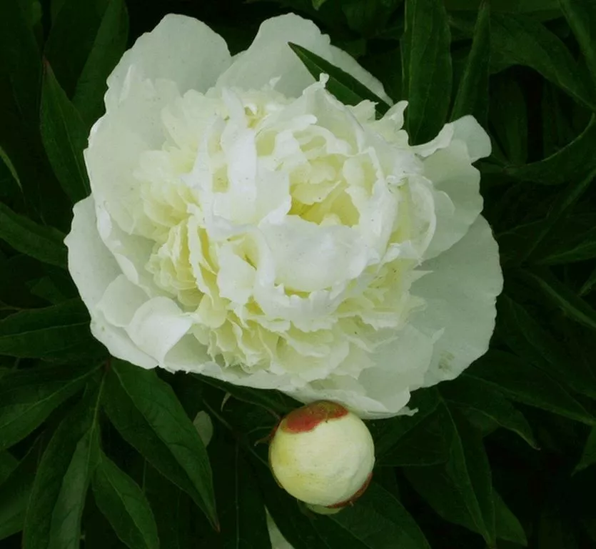 Paeonia 'Duchesse de Nemours' (LD)